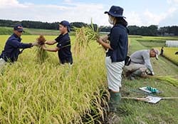 稲刈りを控える水田で調査し、坪刈りを行う参加者