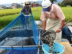いけすから小ブナを水揚げするJAの担当者