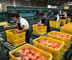 赤々と色づいた「シナノドルチェ」を選果するスタッフ（松本市梓川）