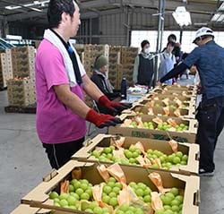 検品レーンにぶどうを流すセンター職員（長野県長野市、9月20日）