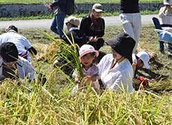 稲刈りを楽しむ親子（長野県駒ケ根市で）
