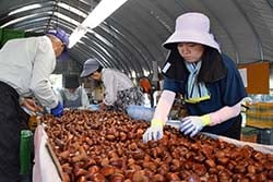 収穫した栗を選果する会員ら