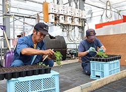 種子採取用のパセリ苗をポットに移し替える清水部会長（左）ら
