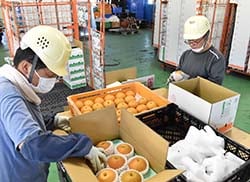 丁寧に進める荷造り作業