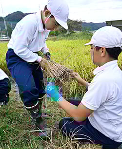 協力して作業する児童
