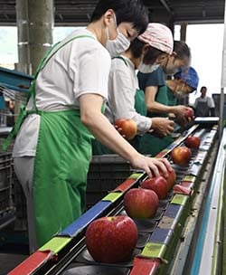 選果作業を行うセンター
