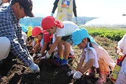 メンバーのサポートでサツマイモを収穫する園児