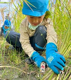 真剣に鎌で稲刈りをする園児（長野県飯田市で）