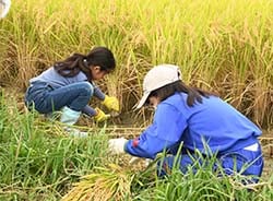 刈る、束ねる作業に没頭する児童