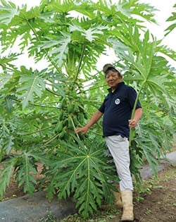 青パパイヤを手にする湯本組合長