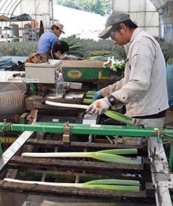 収穫したばかりの白ネギを選荷する従業員