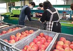 選果作業が進む