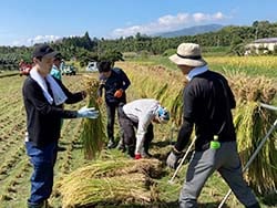 協力して行ったはざかけ（長野県飯田市で）