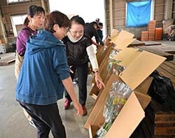 出荷規格を確認する生産者