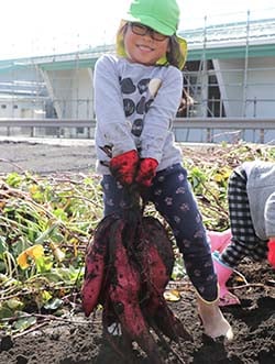 たくさん実ったサツマイモを持ち上げる年中児童