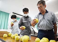 見本を見ながら出荷規格を確認する生産者