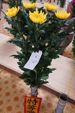 特賞の輪菊「三宝」