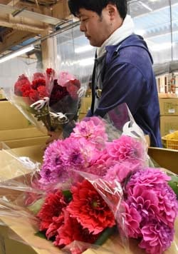最需要期を迎えたダリア