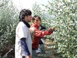 草姿や病害の状況を確認する審査員