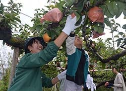 楽しみながら梨を収穫する子ども