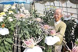 専用ハウスで出品する菊の調整を行う奥山会長