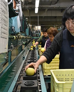 果実の裂傷や傷などを確認する選果員ら