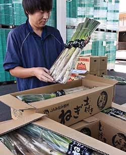 出荷が始まった「土付きねぎ」の検品作業