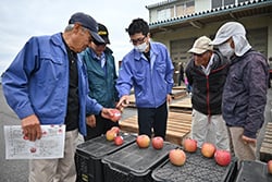 見本のリンゴを手に取り出荷規格を確認する生産者
