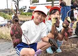 大きな芋の収穫を喜ぶ児童