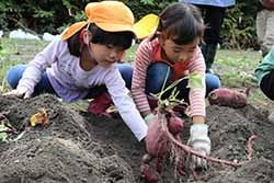 根の長い紅あずまを協力して掘り起こす園児たち