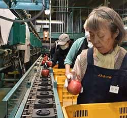 「サンふじ」の傷や色を確認する選果人ら（安曇野市三郷）