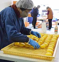 手際よくトレーに柿を並べる作業員