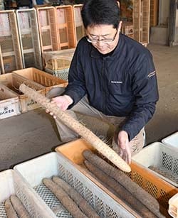 長芋の品質を確認するセンター職員