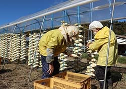 手作業で1本1本丁寧に上野大根を干す組合員