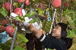 慎重に収穫する子ども