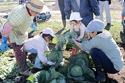 キャベツを収穫する参加者