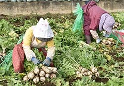 収穫した「牧大根」を束にする部員ら