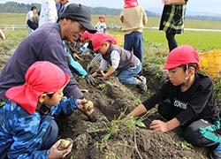 青年部員とジャガイモを収穫する園児ら