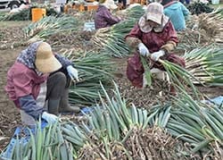 収穫した「吉蔵ねぎ」を束ねる部員ら
