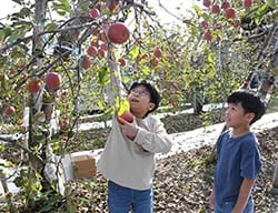 「高いところのリンゴも採ろうかな！」と手を伸ばす子ども