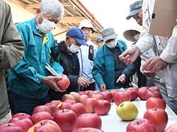 出荷規格を見本果で確認する生産者