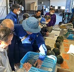 出荷規格の冬至かぼちゃを確認する生産者