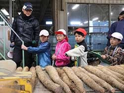 ナガイモの選果作業を見学する児童たち（19日、長野県東筑摩郡山形村にて）