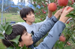 楽しそうに収穫する子ども
