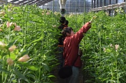 アルストロメリアの草姿を確認する審査員
