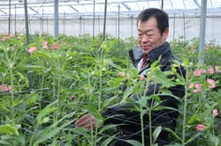 アルストロメリアの生育を見守る柳澤さん