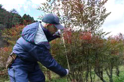 ナンテンを収穫する宮木さん（長野県中川村で）