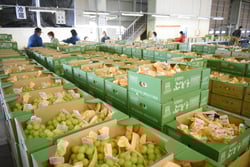 須坂共選所（須坂市）に出荷されたシャインマスカット