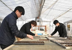 手作業で慎重に種を播く指導員ら