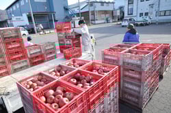 すわこ営農センターに生産者が加工用リンゴ「ふじ」を持ち込み、JA職員が集荷した
